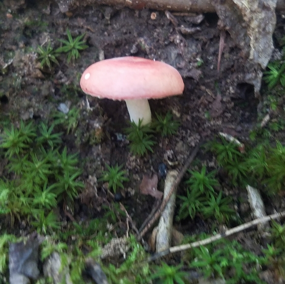 Meet your Posher, Chelsey - Picture 15 of 16